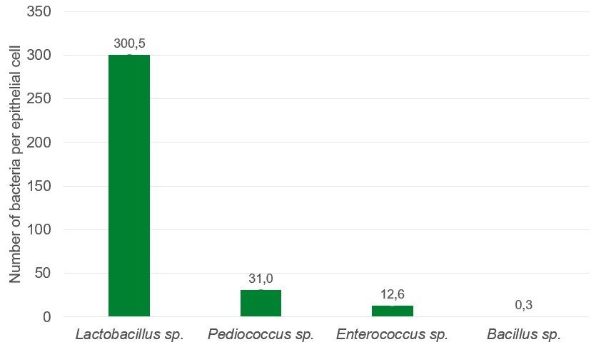 colonização-intestinal