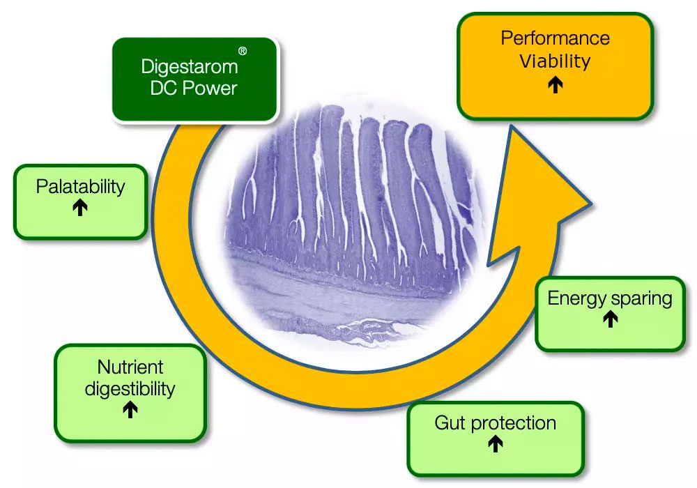 Modo–de-ação-Digestarom-DC-Power