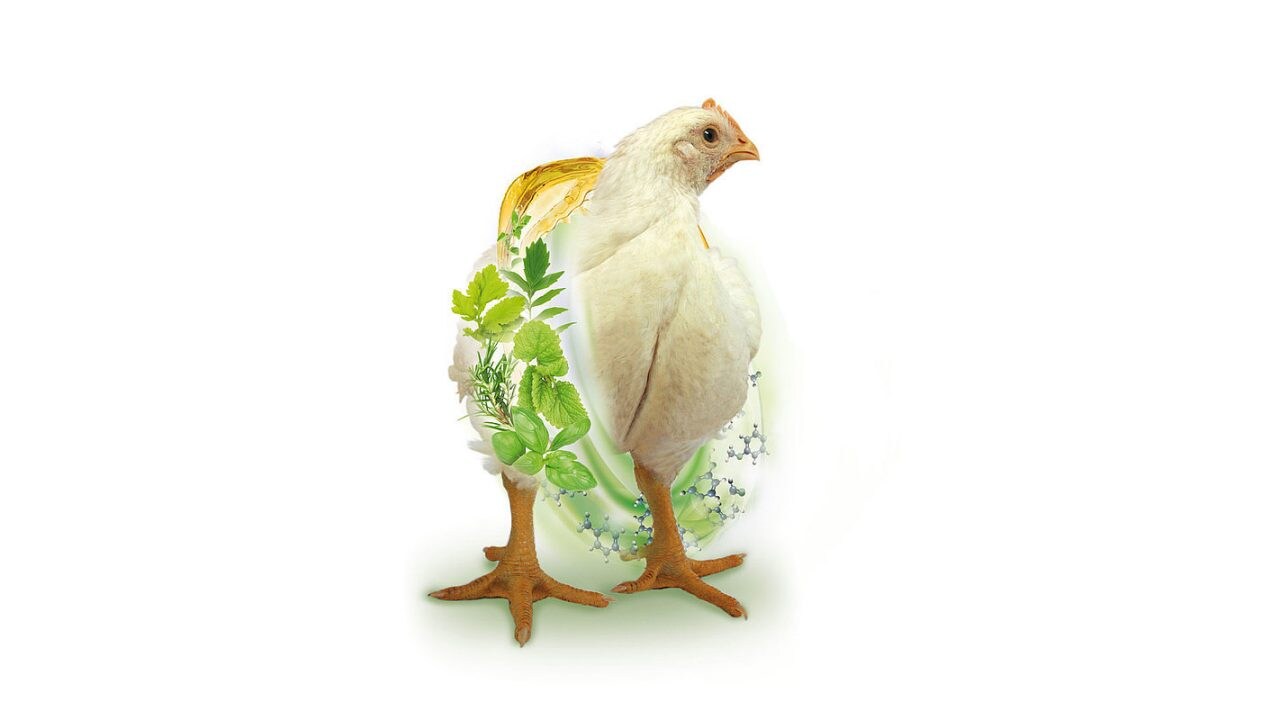 Digestarom-Frango