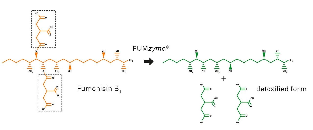 Biotransformation-of-fumonisins
