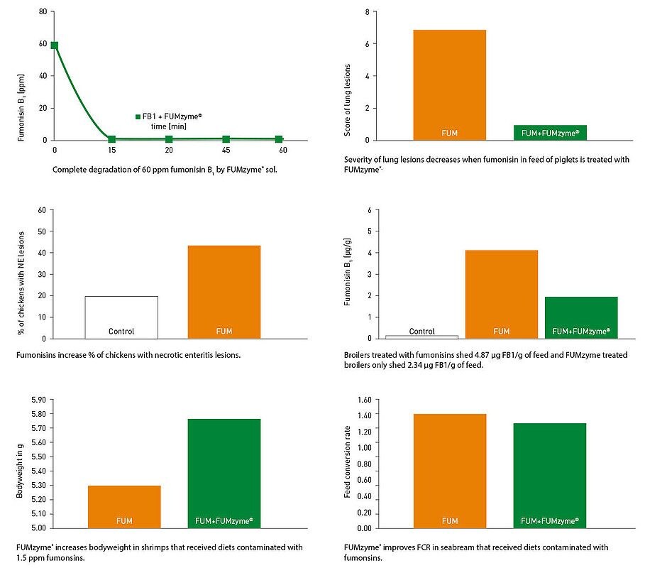 In-vitro-and-in-vivo-efficacy-of-Fumzyme-sol