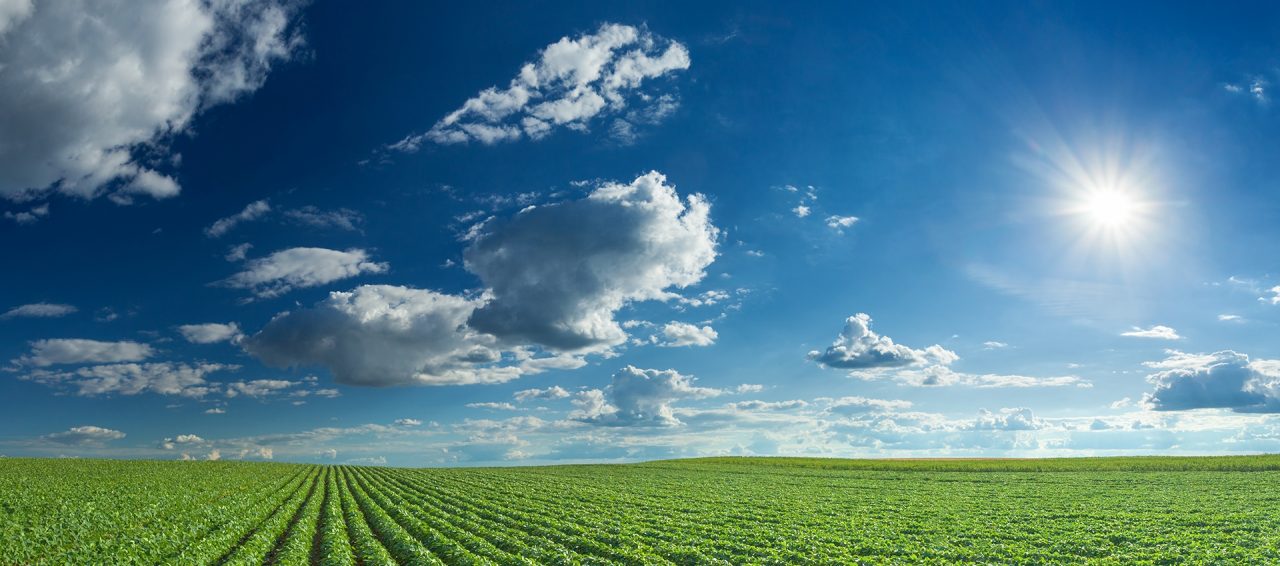 Rows of green soybeans against the blue sky and setting sun. Large agricultural panorama of soybean fields.