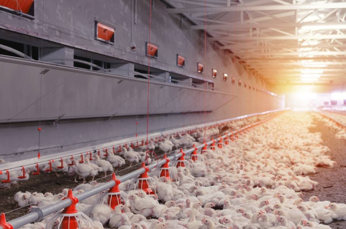 poultry industry