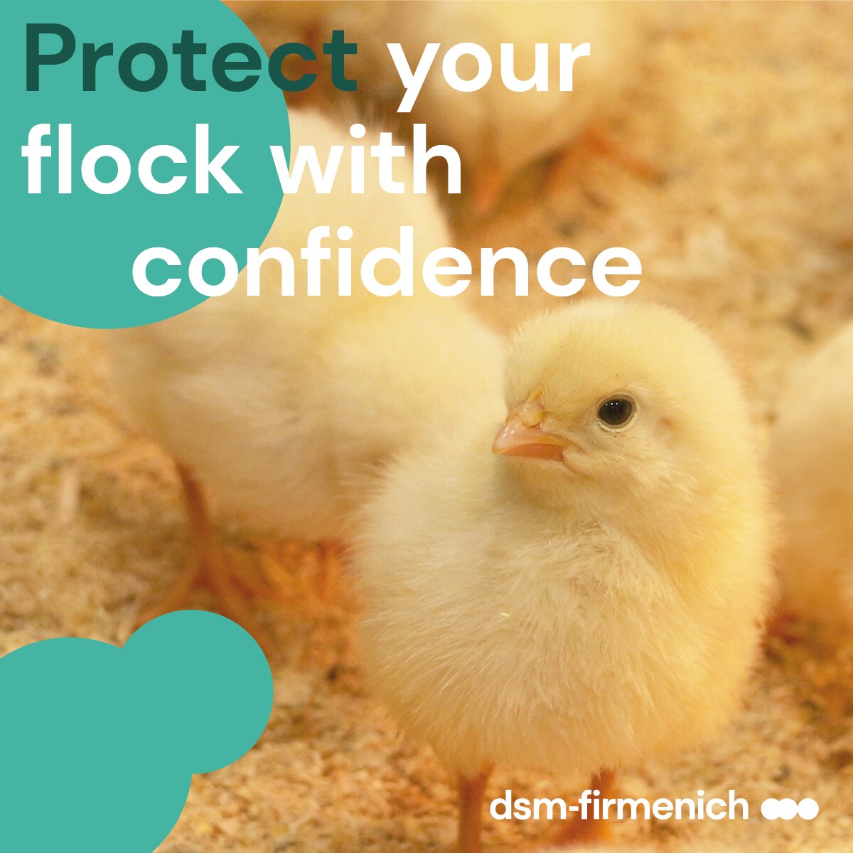 Protect your flock with confidence