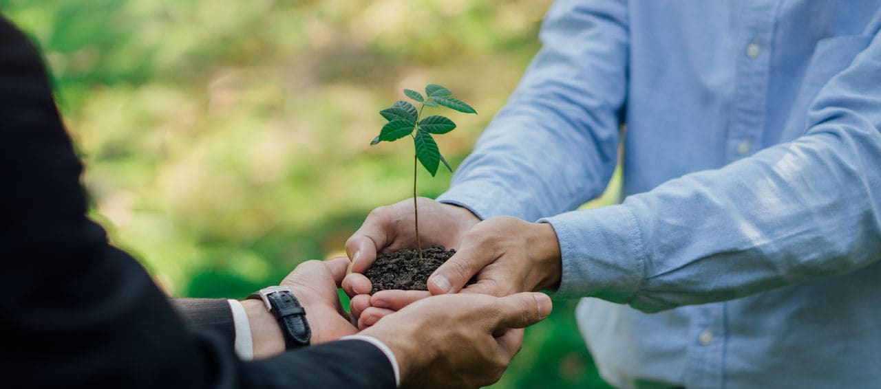 Businessman hands holding young plant.World environment day. Global community teamwork.Volunteer charity work.Green business concept.