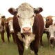 80-thumbnail-beefcattle 80-thumbnail-beefcattle