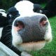 80-thumbnail-dairycattle 80-thumbnail-dairycattle