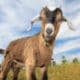 80-thumbnail-goats 80-thumbnail-goats
