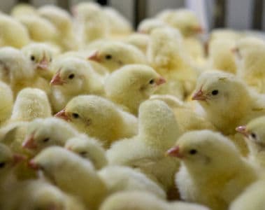  Optimizing Strategies to Manage Coccidiosis in Poultry: Why and How Your Control Program Needs to Adapt