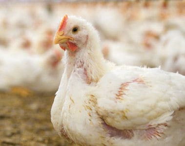 Coccidiosis in Poultry: Causes, Transmission and Control