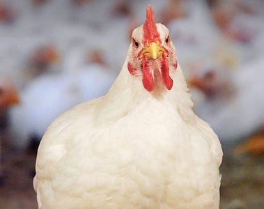 Early detection and interventions for lameness in broilers