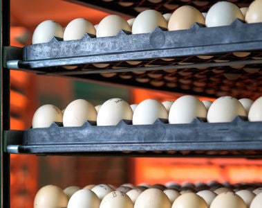How Mycotoxins Impact Chicks’ Incubation and Hatch 