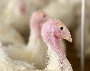 HPAI Impact on Turkeys: What does this mean for Thanksgiving?