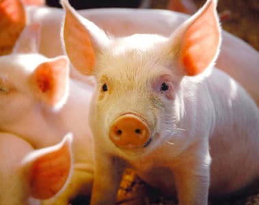 FUMzyme®: Mitigating the Negative Impact of Fumonisins in Pigs