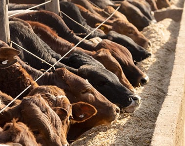 Mycotoxins Effects on Feedlot Cattle Performance