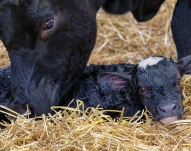 Optimizing Fertility and Performance of Dairy and Beef Cows