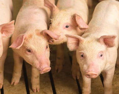 Optimizing Swine Nutrition and Resilience Part 1 - Balancing Phosphorus and Calcium for Resilience and Sustainability