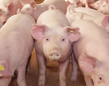 Optimizing Swine Nutrition and Resilience Part 2: A Step Forward in Sustainable and Efficient Pig Production with Dietary Ingredients