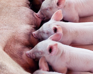 Sow Management and Feeding Strategies to Wean More Viable Pigs, Part 1