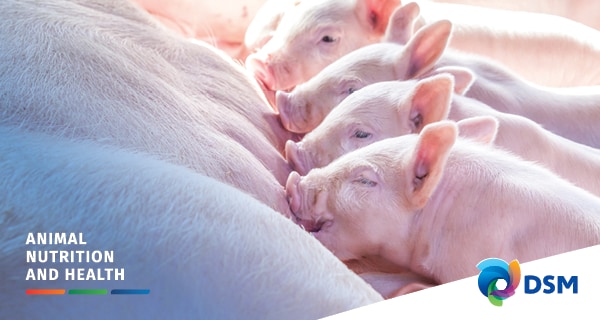 Sow Management and Feeding Strategies to Wean More Viable Pigs, Part 2