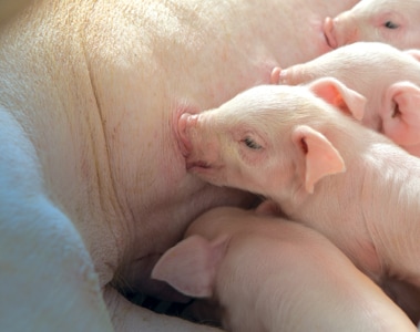 Sow Management and Feeding Strategies to Wean More Viable Pigs, Part 3
