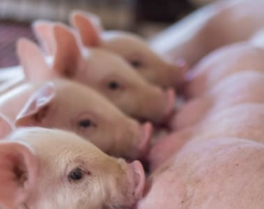 Piglet Health Starts In-Utero: How to Develop Immune Competency in Piglets Before and After Birth