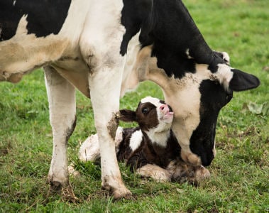 Pre-weaned Calf Health: Overcoming the Challenges