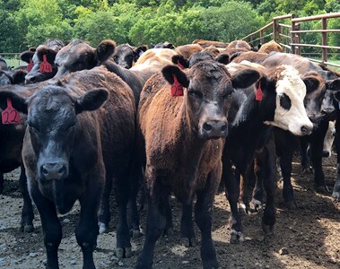 Reducing stress in calves around weaning