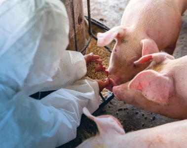 Sow Management and Feeding Strategies to Wean More Viable Pigs - Part 4