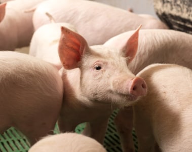 Swine Vitamin Survey 2022