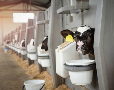 The Value of Phytogenics in Dairy and Beef Production: Enhancing Performance and Health