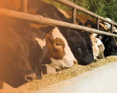 Trichothecenes: A Complex Mycotoxin Causing Complex Issues in Cattle