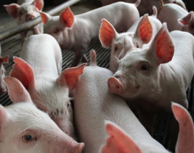 Piglet Management and Feeding Strategies to Protect Post-Weaning Health and Improve Performance, Part 3