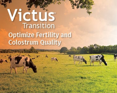 Victus Transition for Dairy Cows: Update and Frequently Asked Questions 