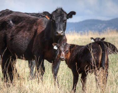Vitamin D: Optimizing Levels for Cattle Health and Performance