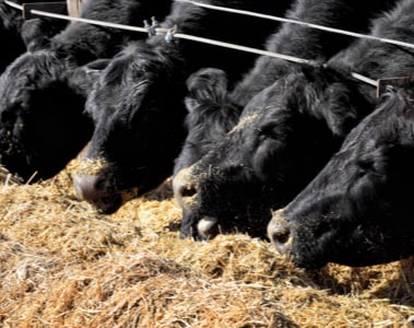 Vitamin Nutrition — What Do Your Cattle Need?