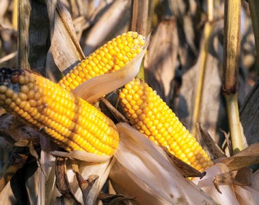 What Mycotoxins Should We Expect Following an Interesting Growing Season (Part 2)?
