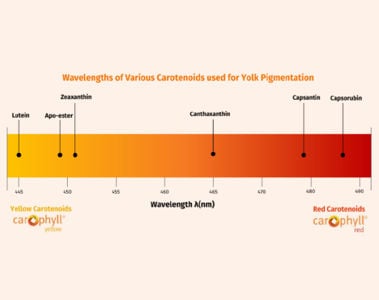 Why are there so many carotenoids?