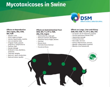 Mycotoxicoses in Swine