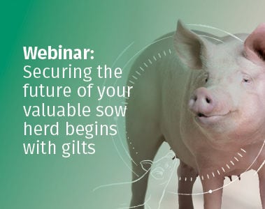 Securing the Future of Your Valuable Sow Herd Begins with Gilts