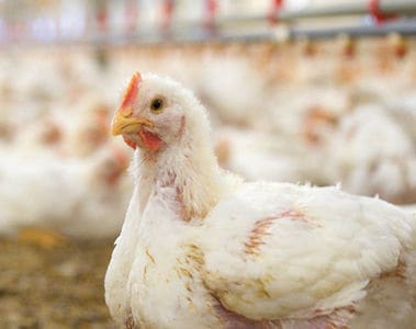 Webinar: Early coccidiosis detection and intervention to help protect your flock