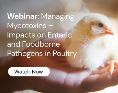 Webinar: Managing Mycotoxins - Impacts on Enteric and Foodborne Pathogens in Poultry