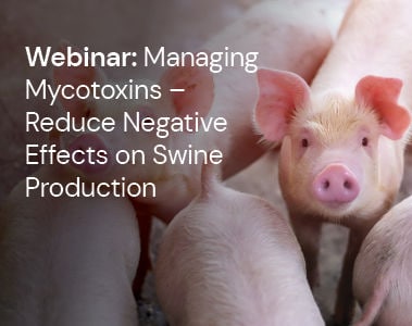 Webinar: Managing Mycotoxins - Reduce Negative Effects on Swine Production