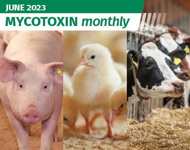 Mycotoxin Survey Monthly Update: June 2023