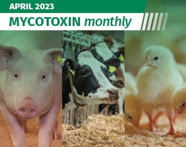 Mycotoxin Survey in North America Update: April 2023