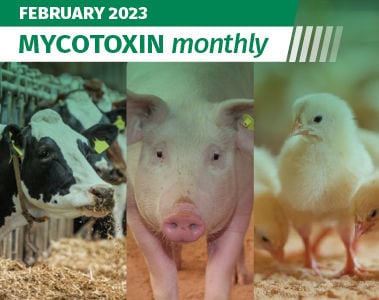 Mycotoxin Survey in North America Update: February 2023
