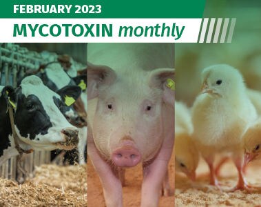 Mycotoxin Survey in North America Update: February 2023