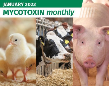 Mycotoxin Survey in North America Update: January 2023