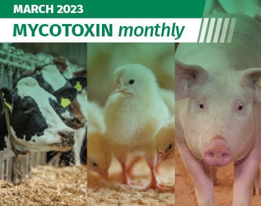 Mycotoxin Survey in North America Update: March 2023
