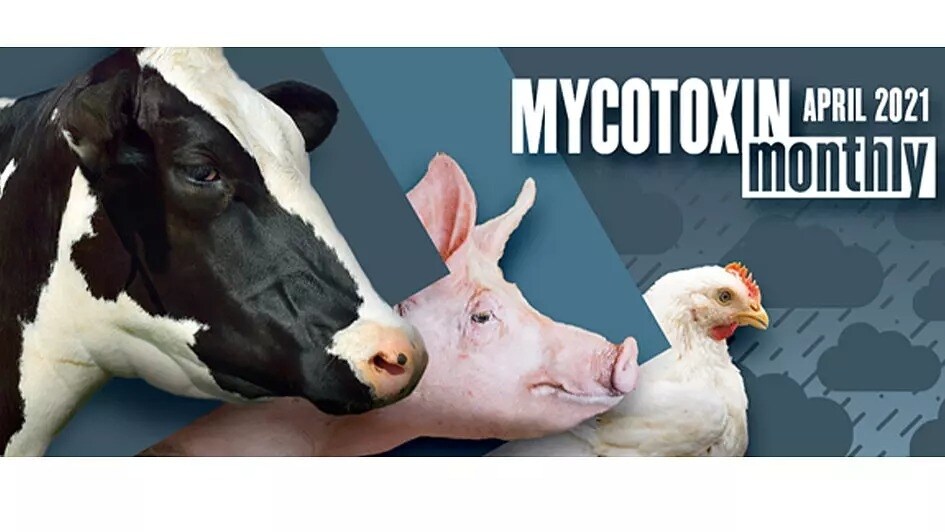 Mycotoxin Survey in US and Canada: April 2021 Update